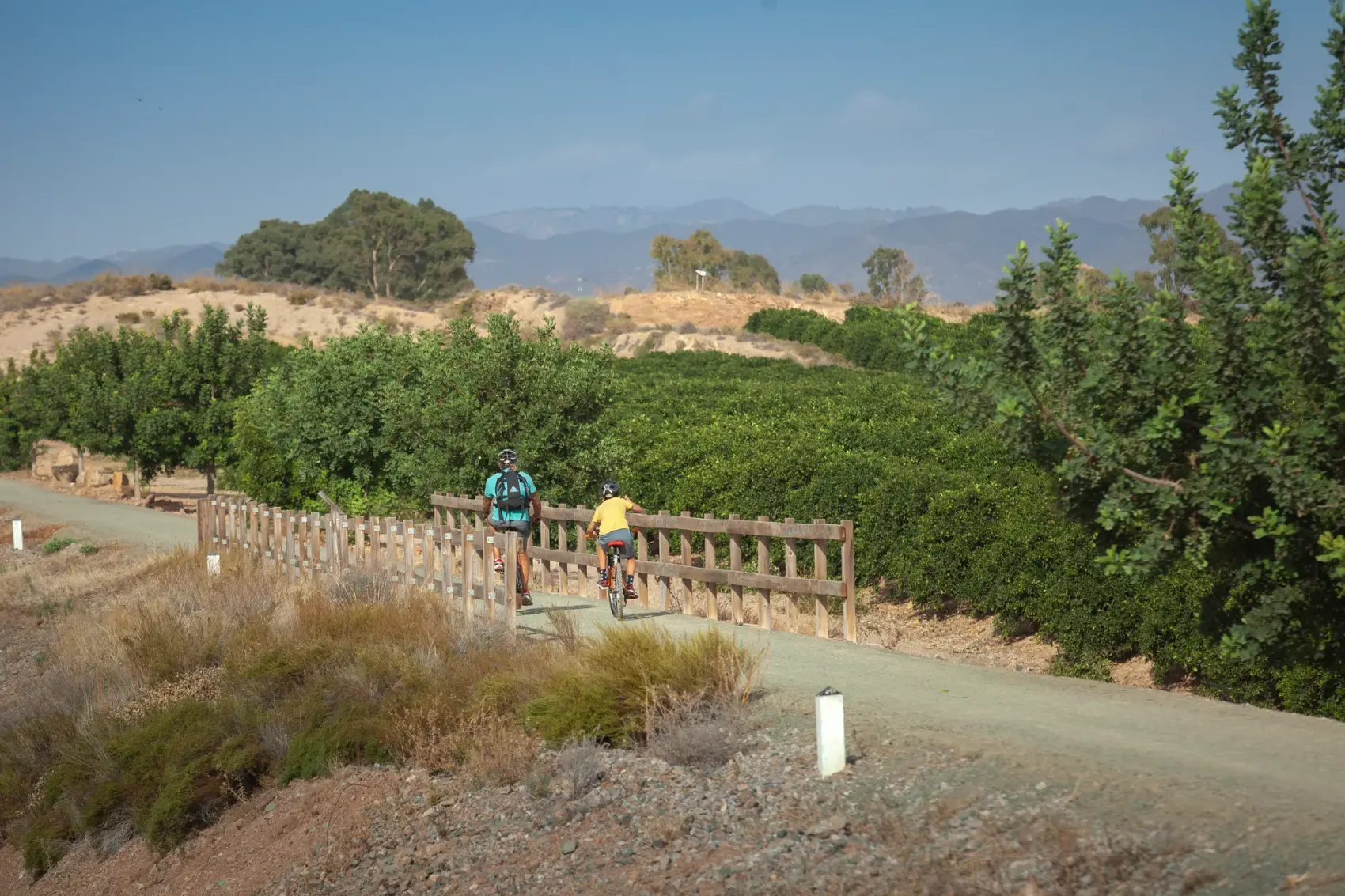 Sendero llano de tierra compactada de la Vía Verde de Almendricos (Lorca) que avanza recto entre plantaciones de cítricos con la Sierra de Enmedio al fondo, sobre el antiguo trazado del ferrocarril Lorca-Baza-Águilas.