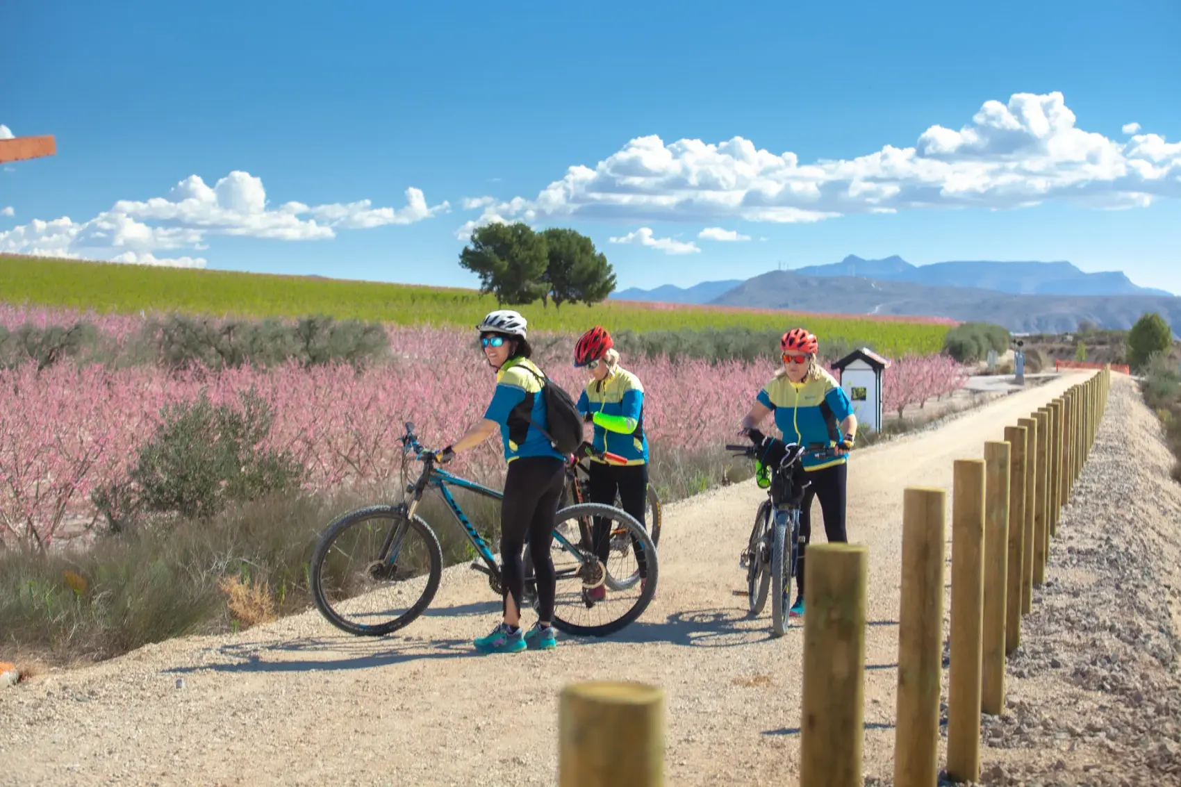 Cicloturistas recorren la Vía Verde de la Floración de Cieza, sobre el antiguo trazado ferroviario, entre campos de frutales de hueso en flor teñidos de rosa, con la silueta de las sierras y cielo de nubes al fondo