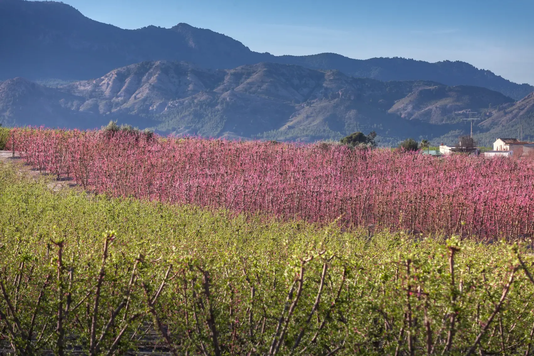 Cicloturistas recorren la Vía Verde de la Floración de Cieza, sobre el antiguo trazado ferroviario, entre campos de frutales de hueso en flor teñidos de rosa, con la silueta de las sierras y cielo de nubes al fondo