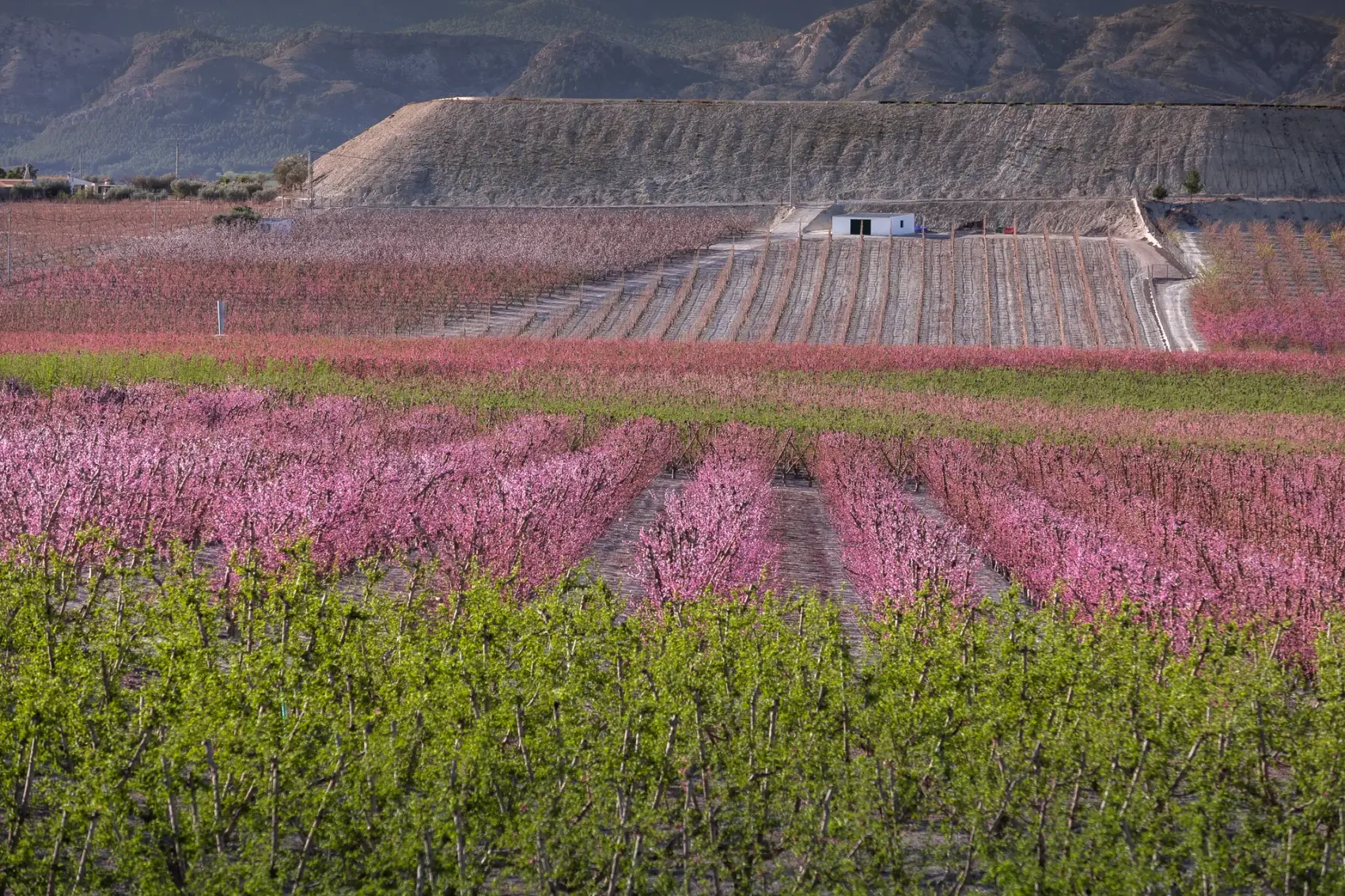 Cicloturistas recorren la Vía Verde de la Floración de Cieza, sobre el antiguo trazado ferroviario, entre campos de frutales de hueso en flor teñidos de rosa, con la silueta de las sierras y cielo de nubes al fondo