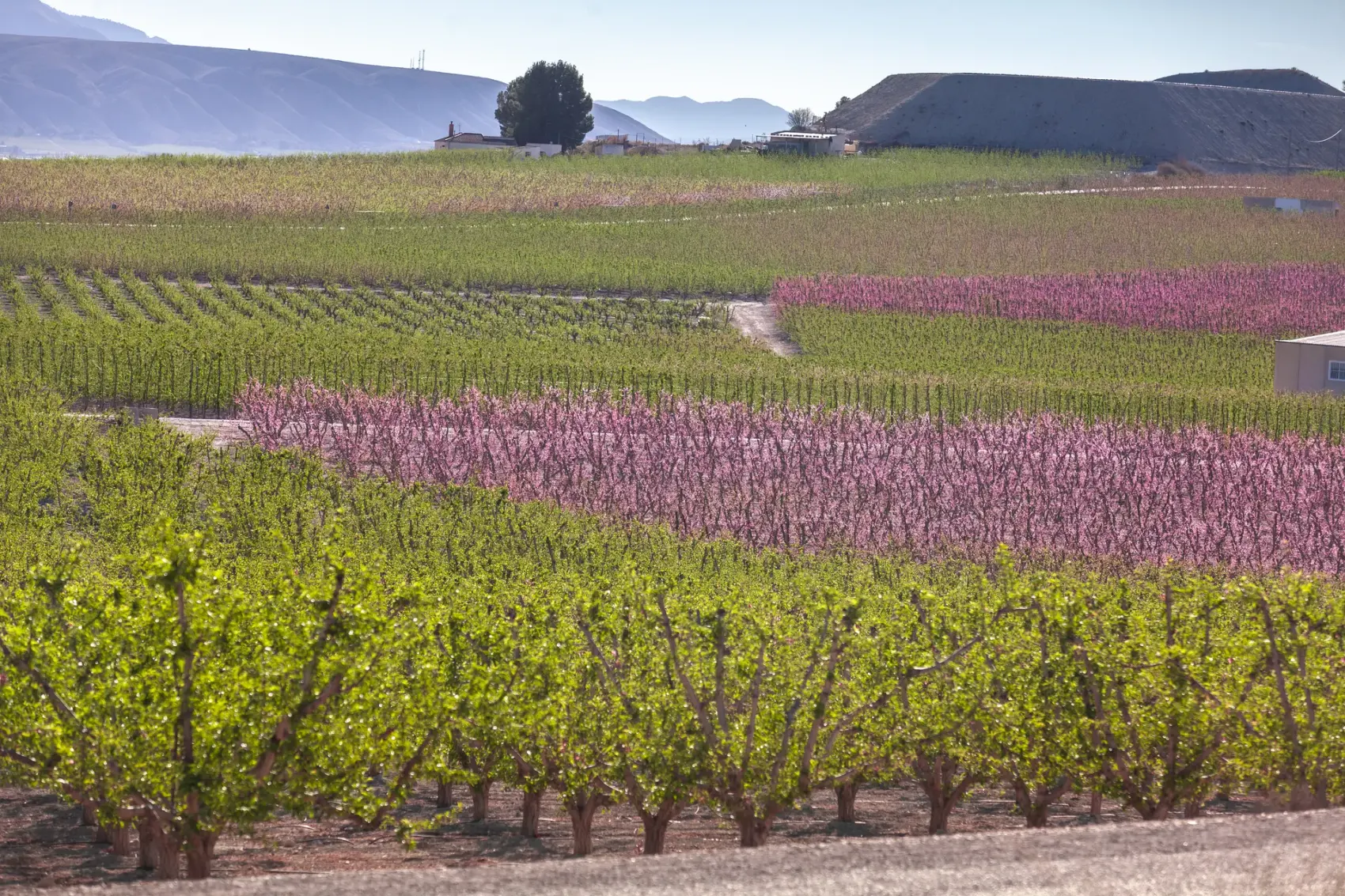 Cicloturistas recorren la Vía Verde de la Floración de Cieza, sobre el antiguo trazado ferroviario, entre campos de frutales de hueso en flor teñidos de rosa, con la silueta de las sierras y cielo de nubes al fondo